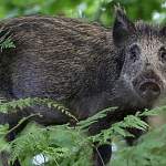 Африканская чума свиней снова вернулась в Новгородский район