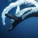 Новгородцам предлагают защитить китов 