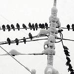 Новгородские энергетики защищаются от птиц