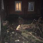 В Парфино поваленное ветром дерево упало на газовые ящики