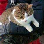 В Боровичах мальчик каждый день приходит греть на руках бездомного кота