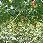 Большая часть новгородских овощей растет в Чудовском районе