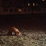  Фотофакт: лиса на набережной Александра Невского в Великом Новгороде