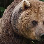 В Новгородской области медведи, лоси и другие звери получат зоны охраны