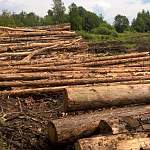 Житель Новгородской области признался в незаконной вырубке леса на 4 млн рублей