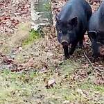 Фотофакт: в Старорусском районе сбежали две черные свинки