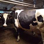 Съемочная группа НТ навестила корову-рекордсменку по надоям молока