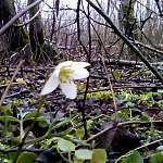 В новгородских лесах в январе из-за путаницы 12-ти месяцев падчерица сможет найти цветы