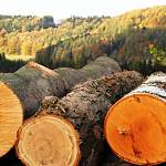 Тимофей Гусев предложил журналистам купить новгородский лес на бирже
