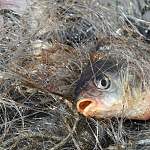 Браконьерам грозит лишение свободы за ловлю мстинской рыбы сетью в полсотни метров 