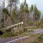 Специалисты подсчитали площадь поврежденных и погибших лесов Новгородской области