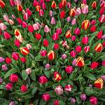 В Узбекистан отправились 175 тысяч новгородских тюльпанов
