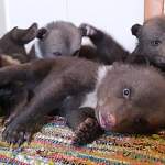 Центр спасения медвежат-сирот опубликовал очень милое видео о мохнатой команде