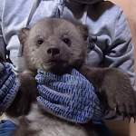 Новгородских медвежат-сирот осмотрели ветеринары из фонда «Госпиталь дикой природы»