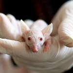 В России создадут специальных мышей для борьбы с коронавирусом
