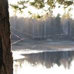 В Крестецком районе «чёрные» лесорубы похитили лес на 2,4 миллиона рублей