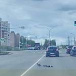 Новгородская госавтоинспекция начала проверку инцидента с раздавленными утятами
