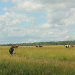 Новгородский фермер Иван Пиреев рассказал, как вырастить корову, свинью и курицу