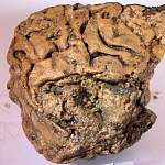 Как сохранился мозг казнённого 2600 лет назад человека