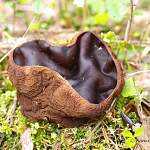 В Новгородской области впервые нашли редкий краснокнижный гриб — саркосому шаровидную 