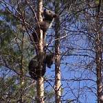 Подросшие медвежата-сиротки из новгородского леса покоряют свои первые вершины