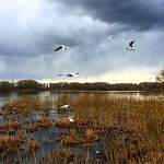 Синоптики предупреждают: Новгородскую область накроют сильные дожди