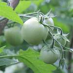 Проверьте помидоры. Если на них есть такие пятна, то урожая не будет