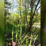 В Новгородской области нашли крайне редкое для Северо-Запада растение — Carex pilosa