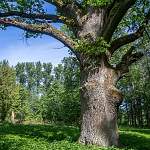 14 деревьев в Новгородской области получили статус памятников живой природы