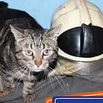 Бездомная кошка стала полноценным сотрудником пестовской пожарной части