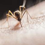Главные новости о коронавирусе 18 июля: ученые рассказали, могут ли комары быть переносчиками COVID-19