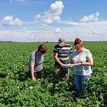 В Новгородской области проверяют: по ГОСТу ли растёт картофель