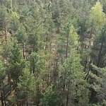 Минприроды Новгородской области готово сотрудничать со следствием по проверке лесного фонда