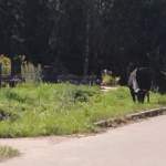 Новгородцев пугают коровы на Западном кладбище