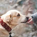 Главные новости о коронавирусе 29 августа: в Италии собаку наградили за верность хозяевам во время пандемии
