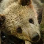 Новгородские мишутки из центра спасения медвежат-сирот вернулись в родные леса