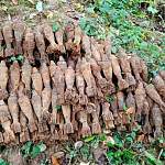 В Новгородской области деревенские жители нашли в лесу боеприпасы