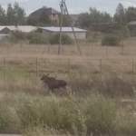 Фотофакт: в коттеджном посёлке в Волховце бродит одинокий лось