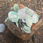 Псковские археологи обнаружили клад из 126 серебряных монет