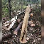 На заготовке леса в Крестецком районе мужчину насмерть придавило деревом