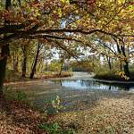 Золотая осень в аракчеевском парке: поэтичные фото от главы Чудовского района 