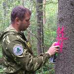 В Новгородской области феромоны помогают беречь лес