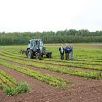 В Новгородской области 1000 га почв больше не будут кислыми