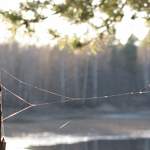 В Новгородской области лесничий отправится под суд за лояльность к «чёрным» лесорубам