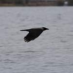 Ворона решила прокатиться на молодом лебеде по Валдайскому озеру