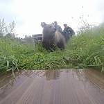 В Новгородской области выпустили в родные леса четырёх медведей