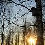 В лесах Новгородского района установлен карантин по трихинеллёзу