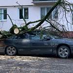 На улице Каберова-Власьевской упавшее дерево раздавило автомобиль