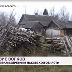 Волки нападают на деревни Псковской области и убивают животных