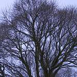 15 деревьев на набережной Александра Невского в Великом Новгороде отправят на «гильотину»